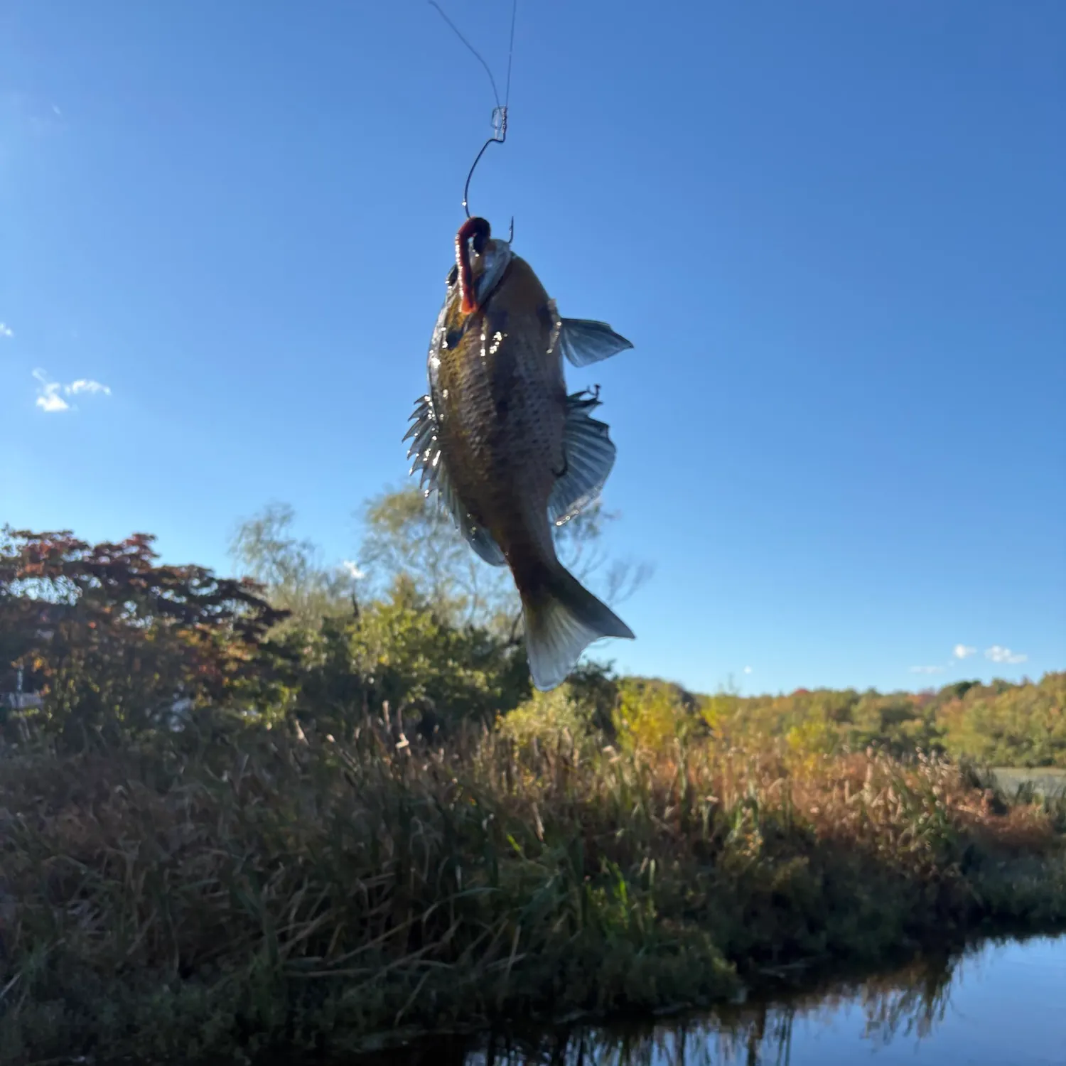 Bluegill caught on Fishbrain