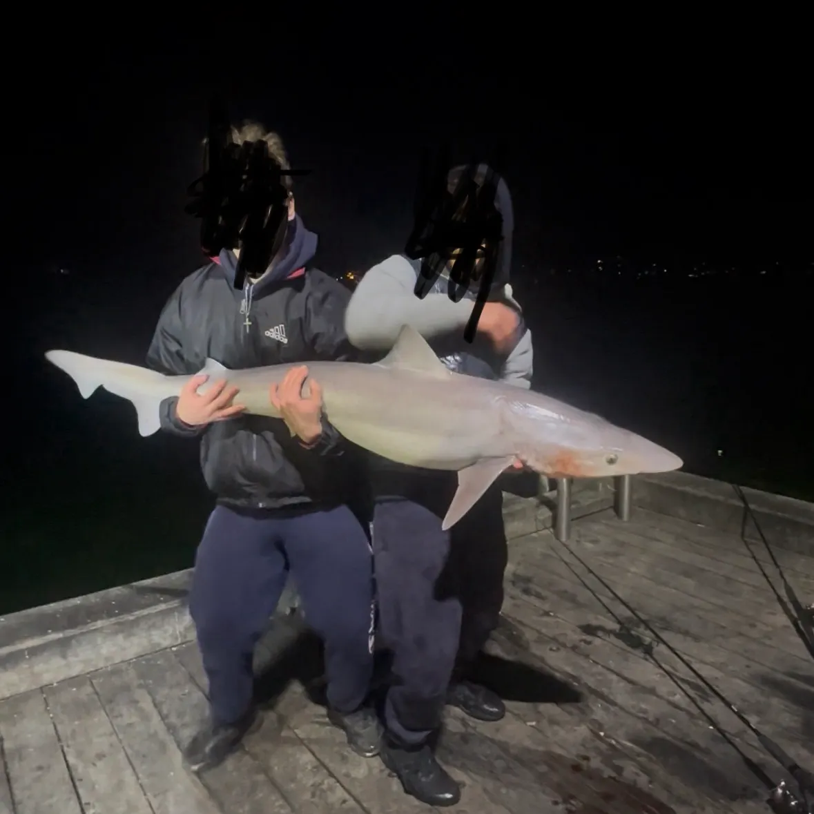 The most recent Tope shark catches on Fishbrain