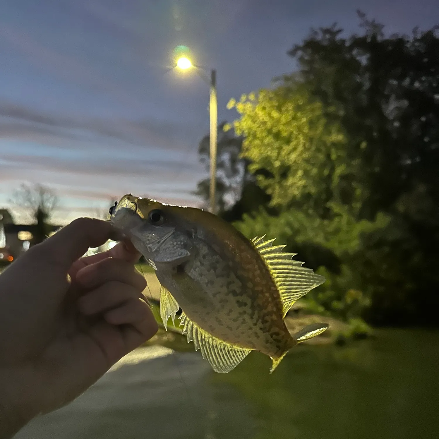 Black crappie caught on Fishbrain