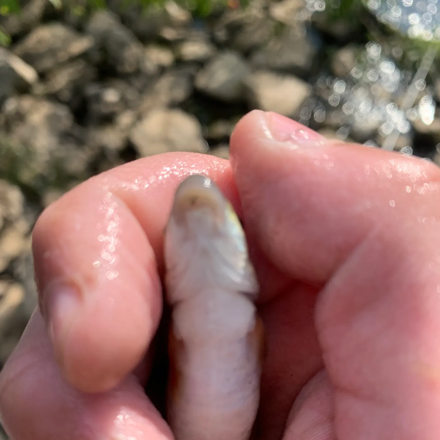The most recent Central stoneroller catches on Fishbrain