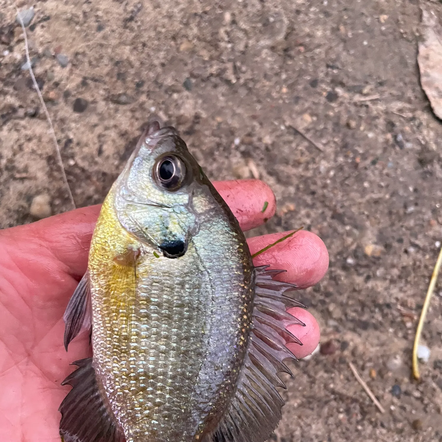 Bluegill caught on Fishbrain