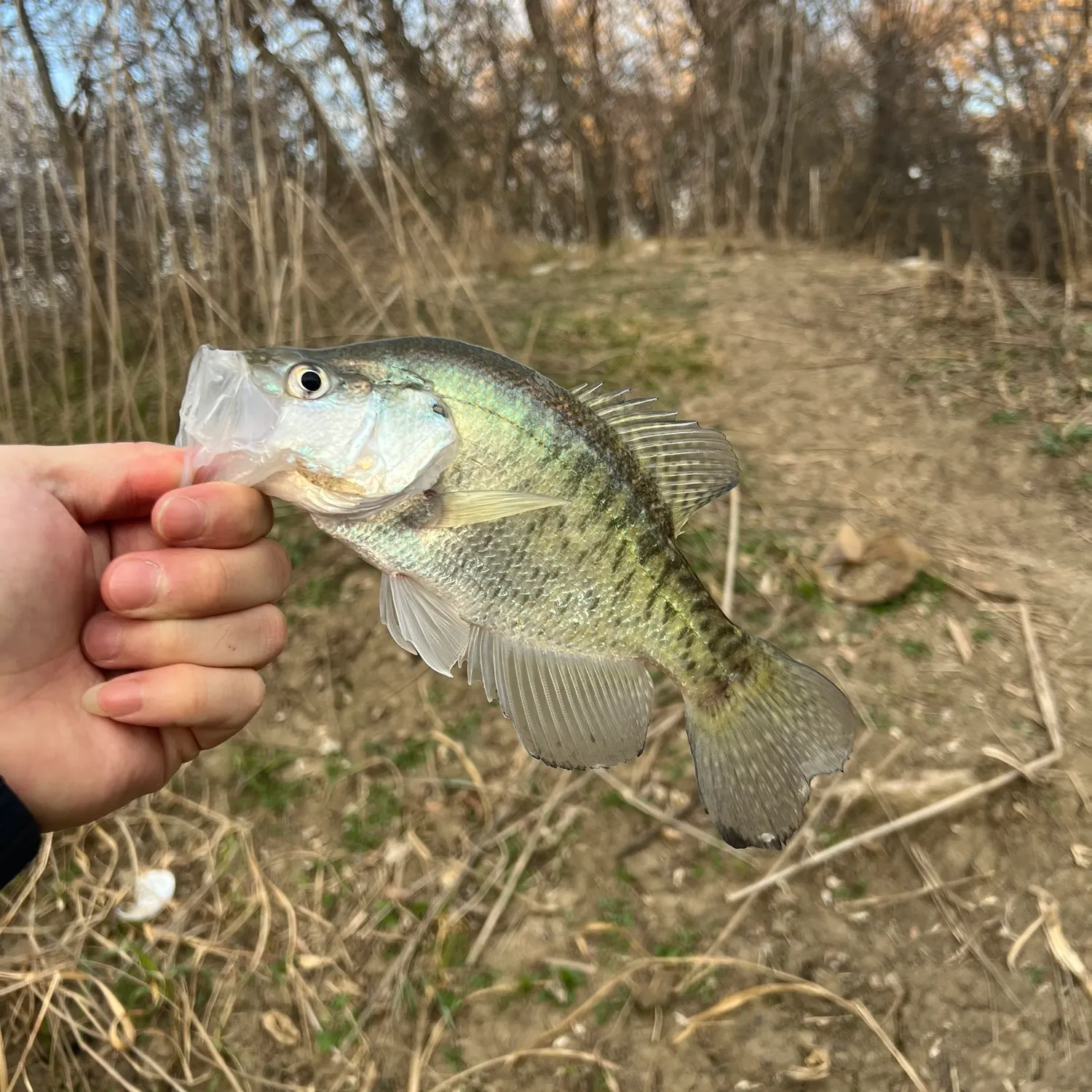 The most recent White crappie catches on Fishbrain