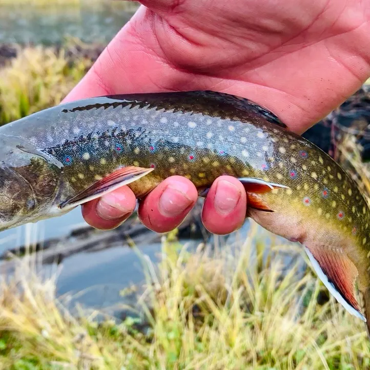 The most recent Brook trout catches on Fishbrain