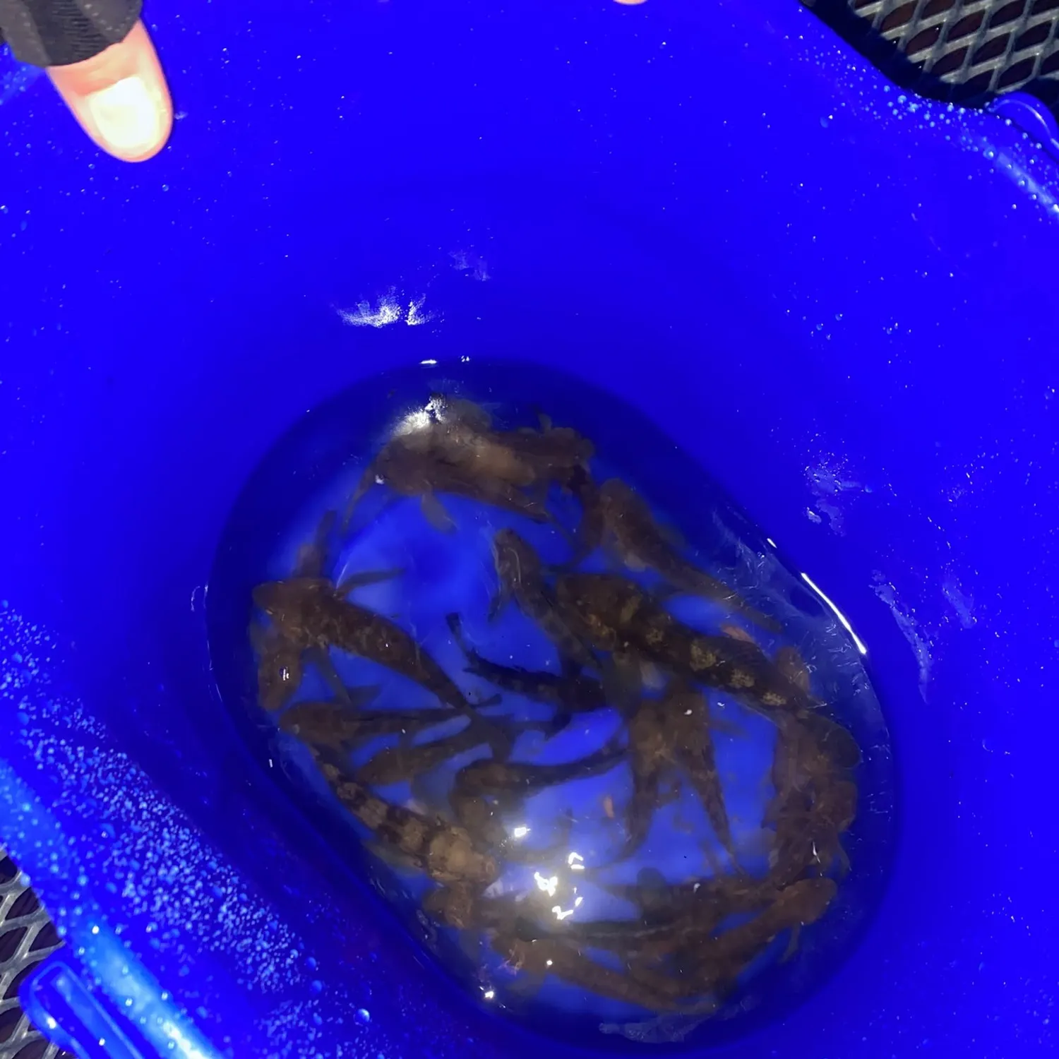 The most recent Black goby catches on Fishbrain