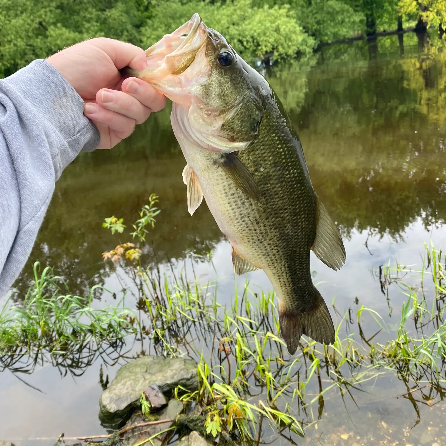 Largemouth bass caught on Fishbrain