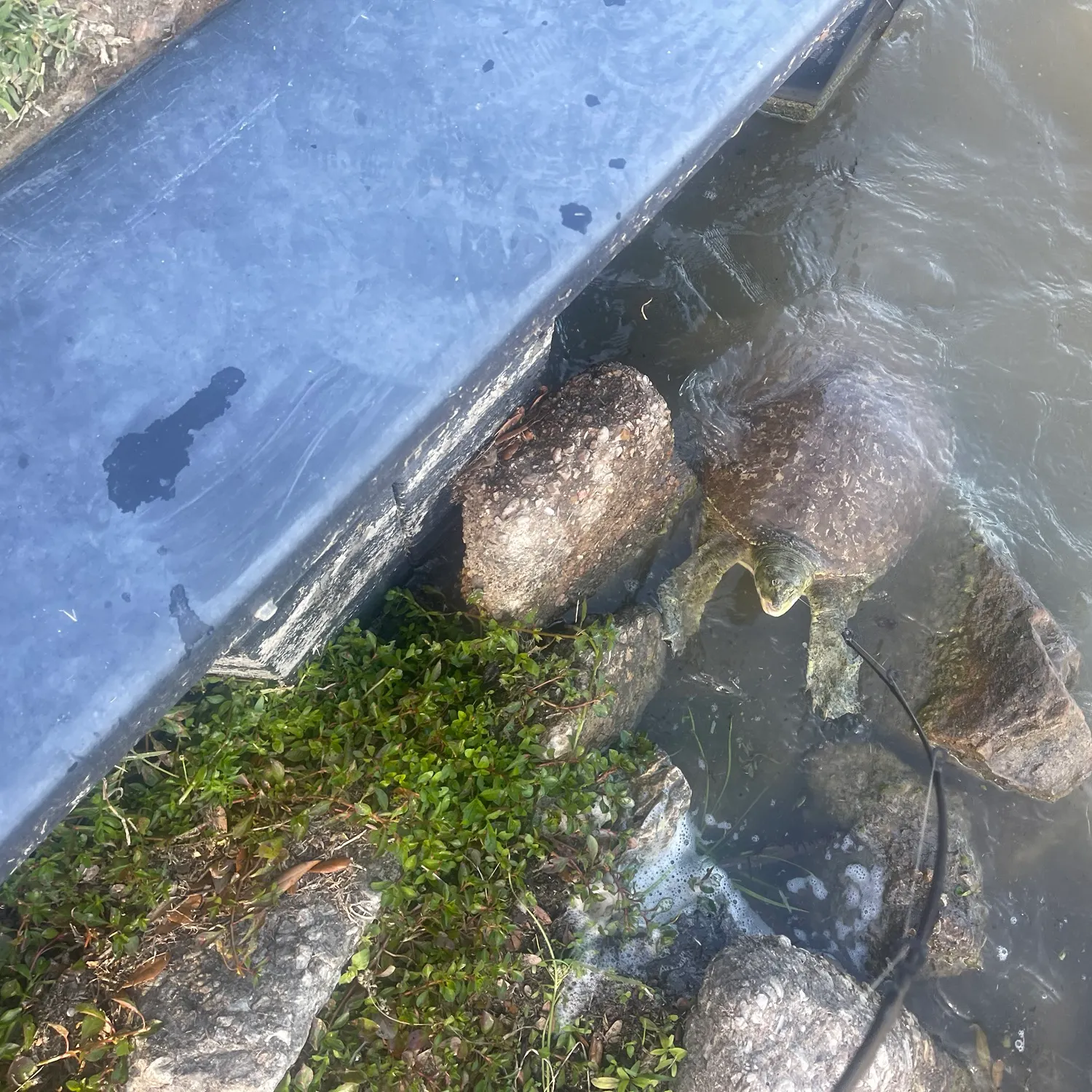 The most recent Spiny softshell turtle catches on Fishbrain
