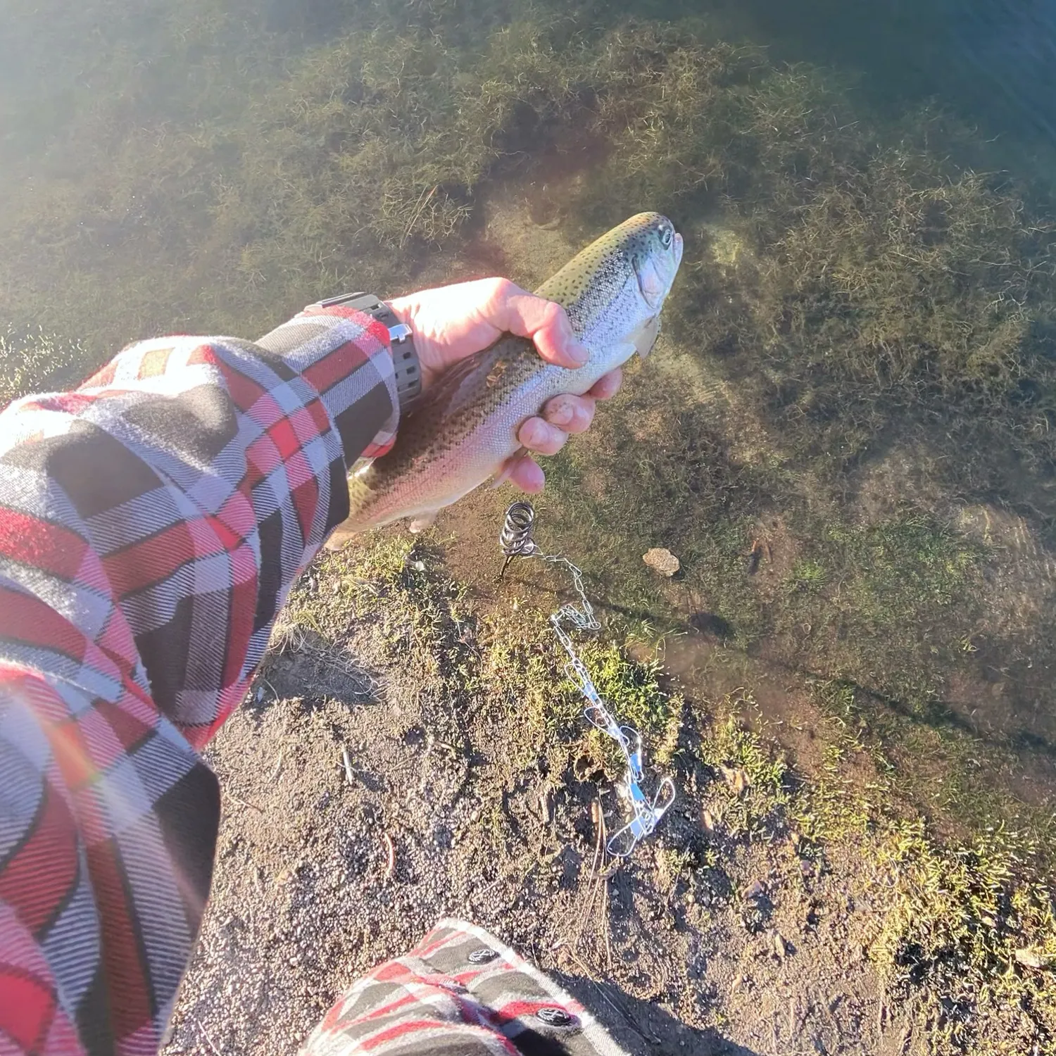 Rainbow trout caught on Fishbrain