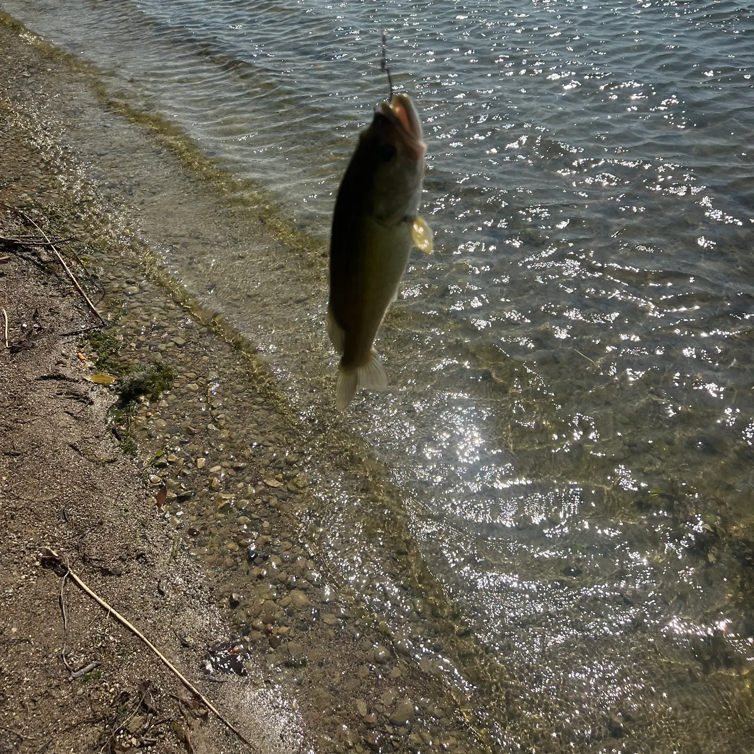 Largemouth bass caught on Fishbrain