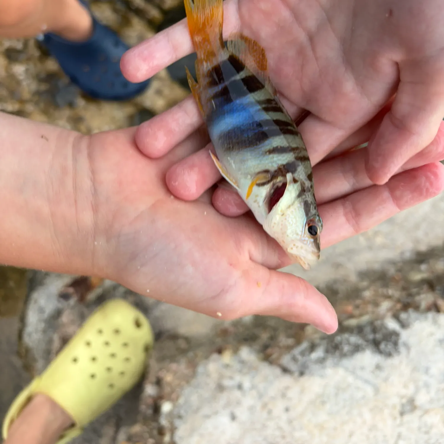 Painted comber caught on Fishbrain