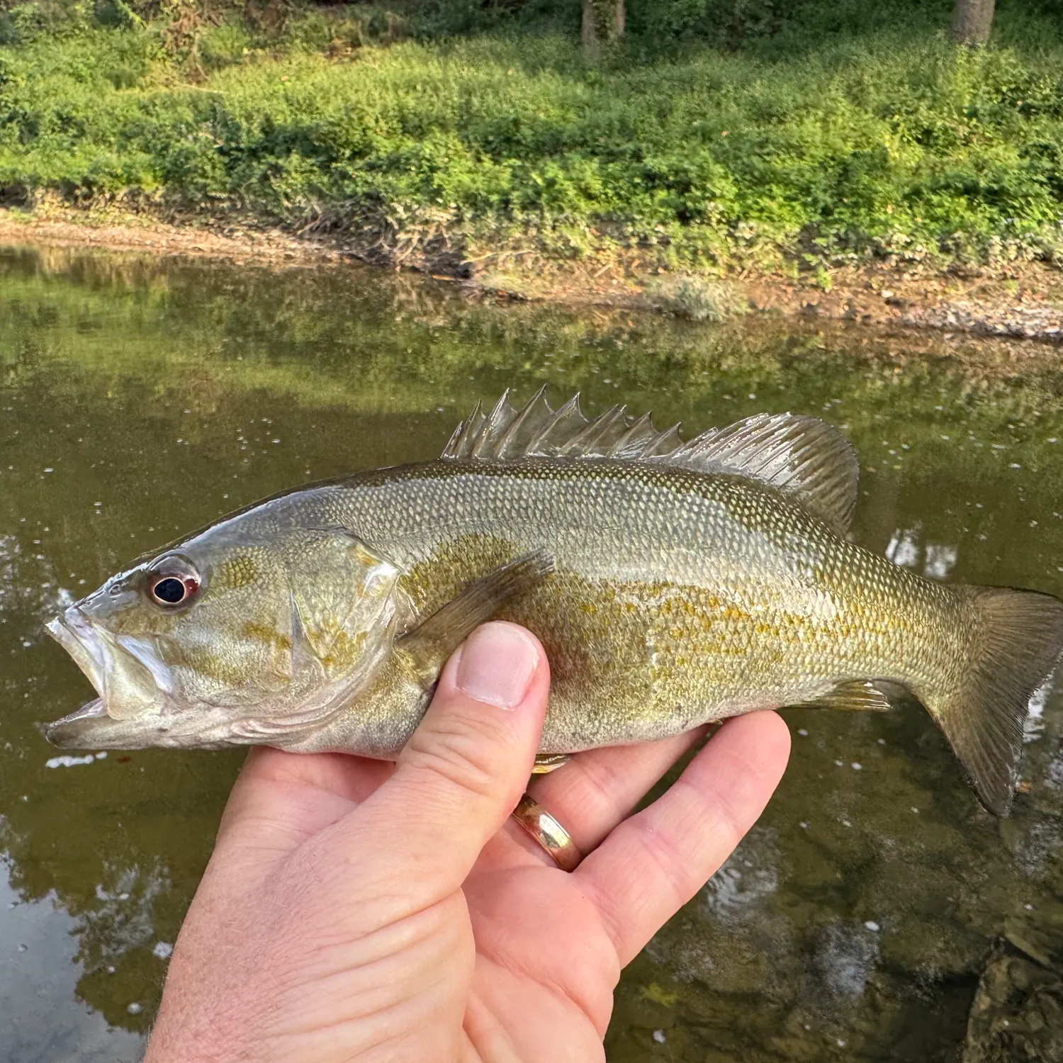 Smallmouth bass caught on Fishbrain