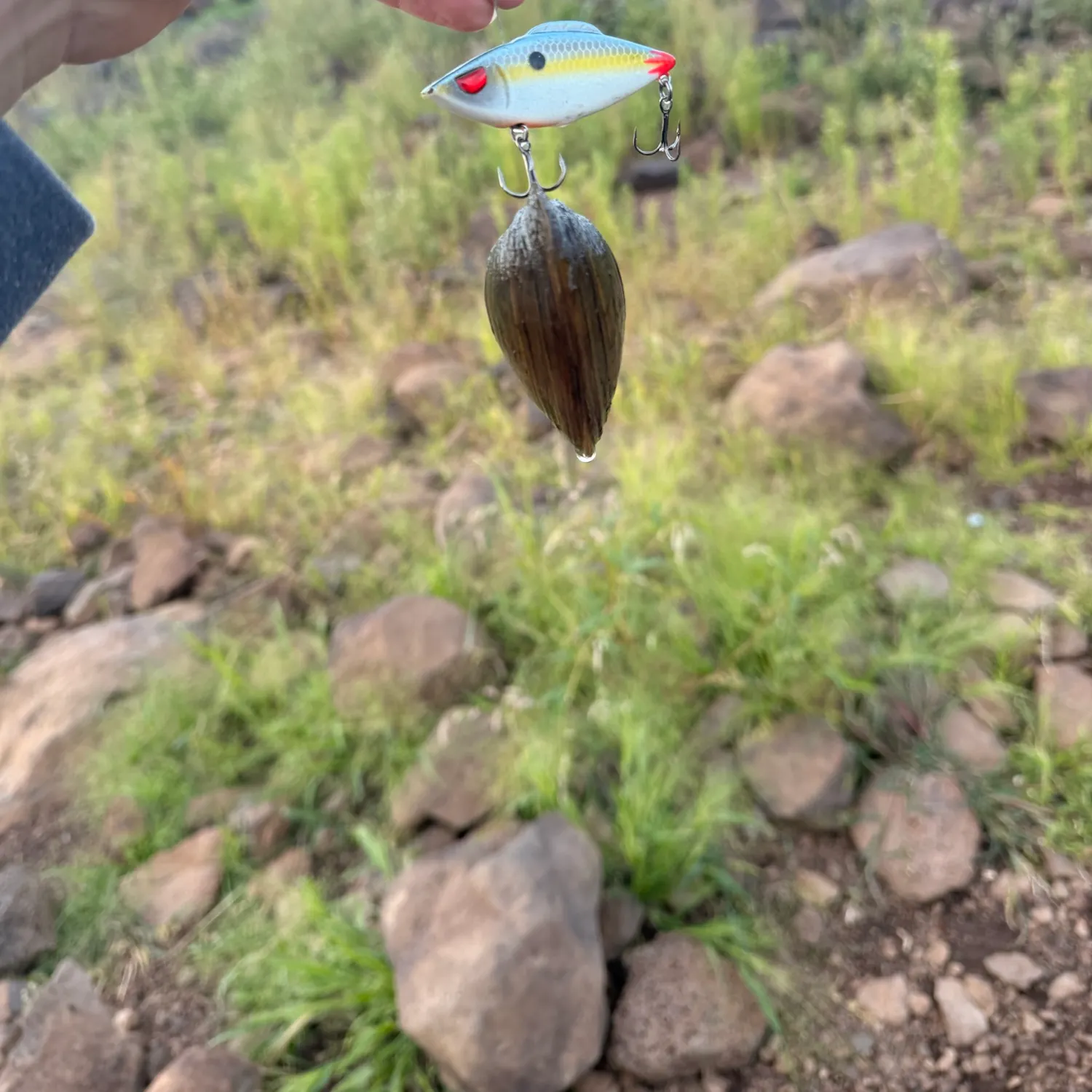 Asian clam caught on Fishbrain