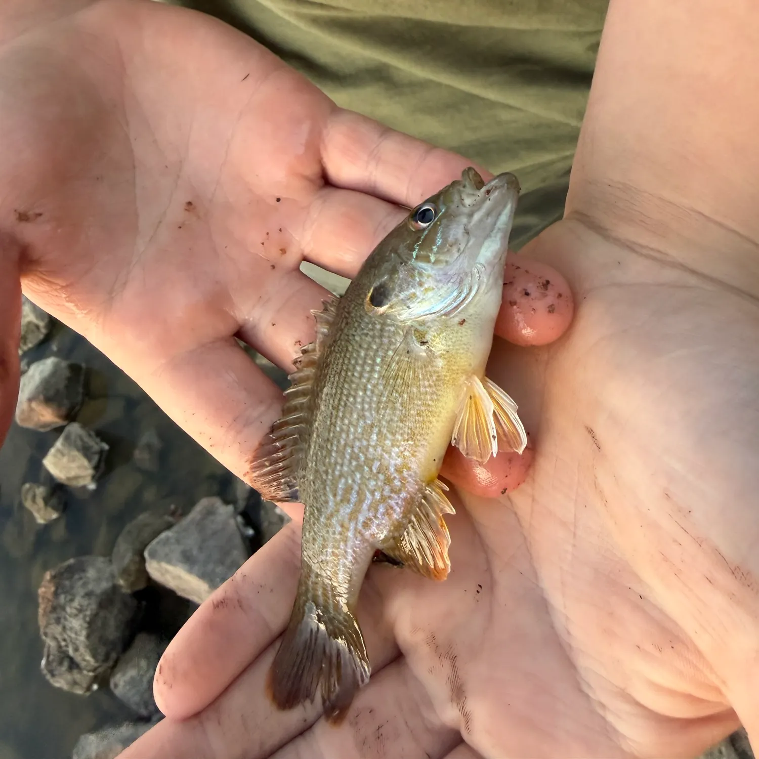 Green sunfish caught on Fishbrain