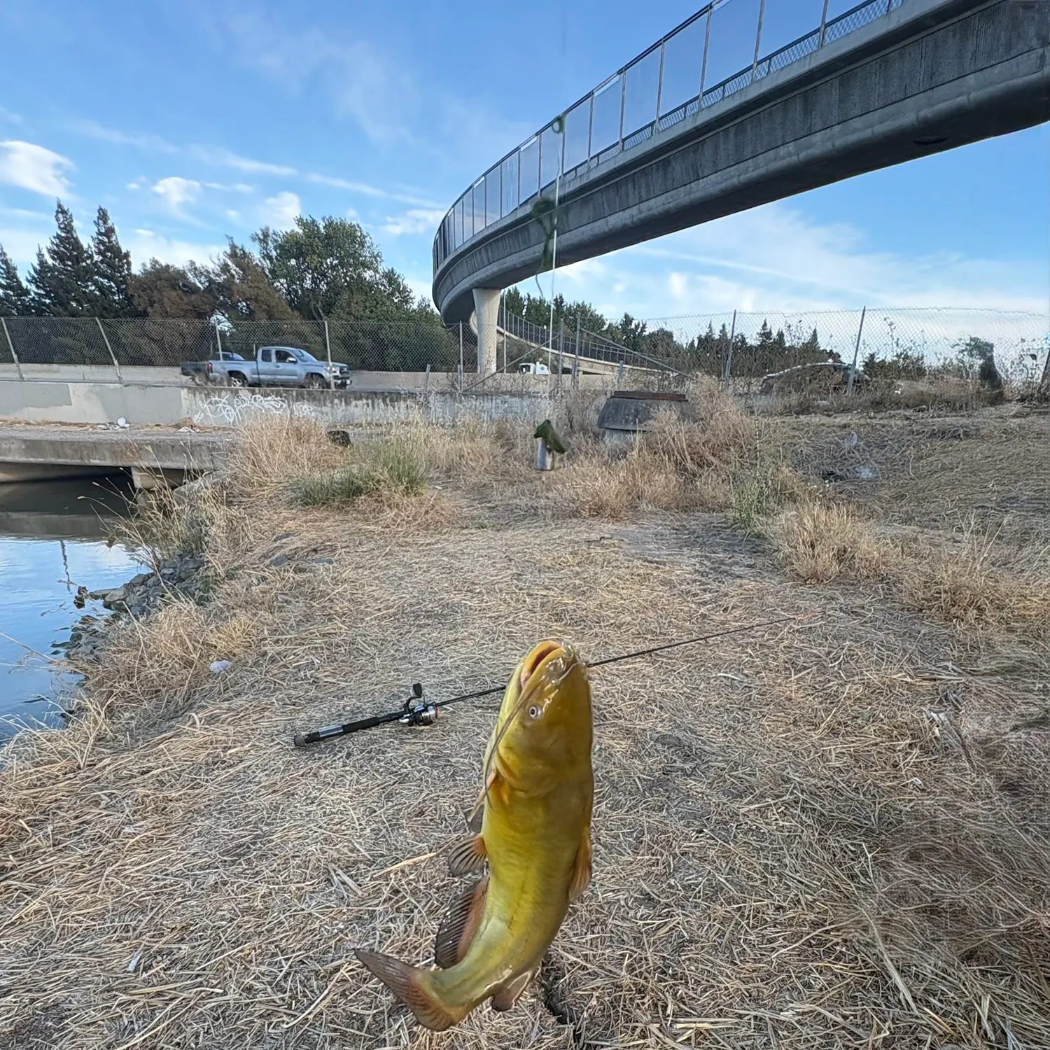 Yellow bullhead caught on Fishbrain