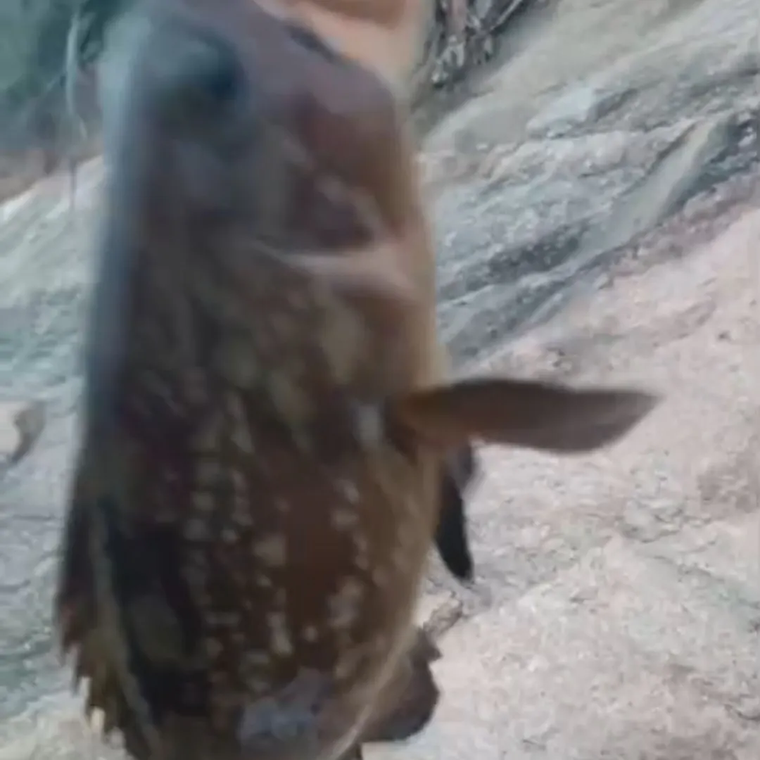 Rock hind caught on Fishbrain