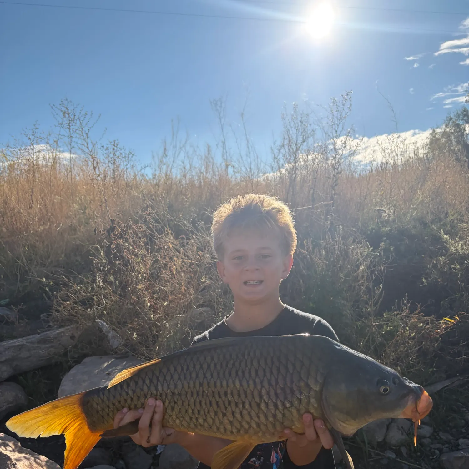 Common carp caught on Fishbrain