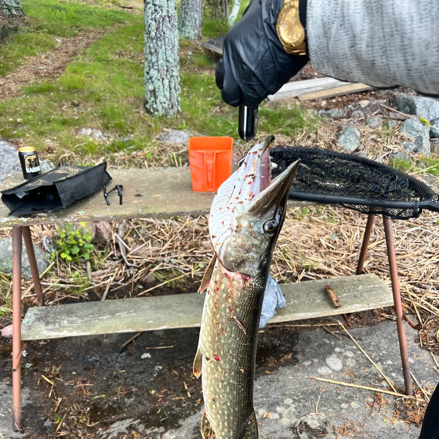 recently logged catches