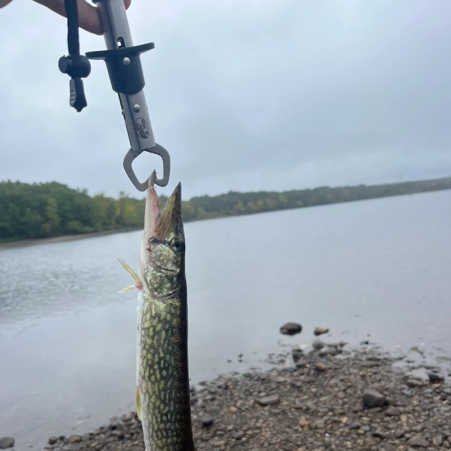 Chain pickerel caught on Fishbrain
