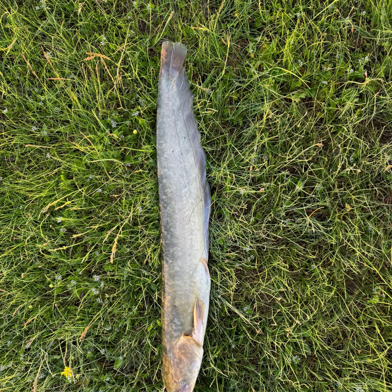 The most recent Amur catfish catches on Fishbrain
