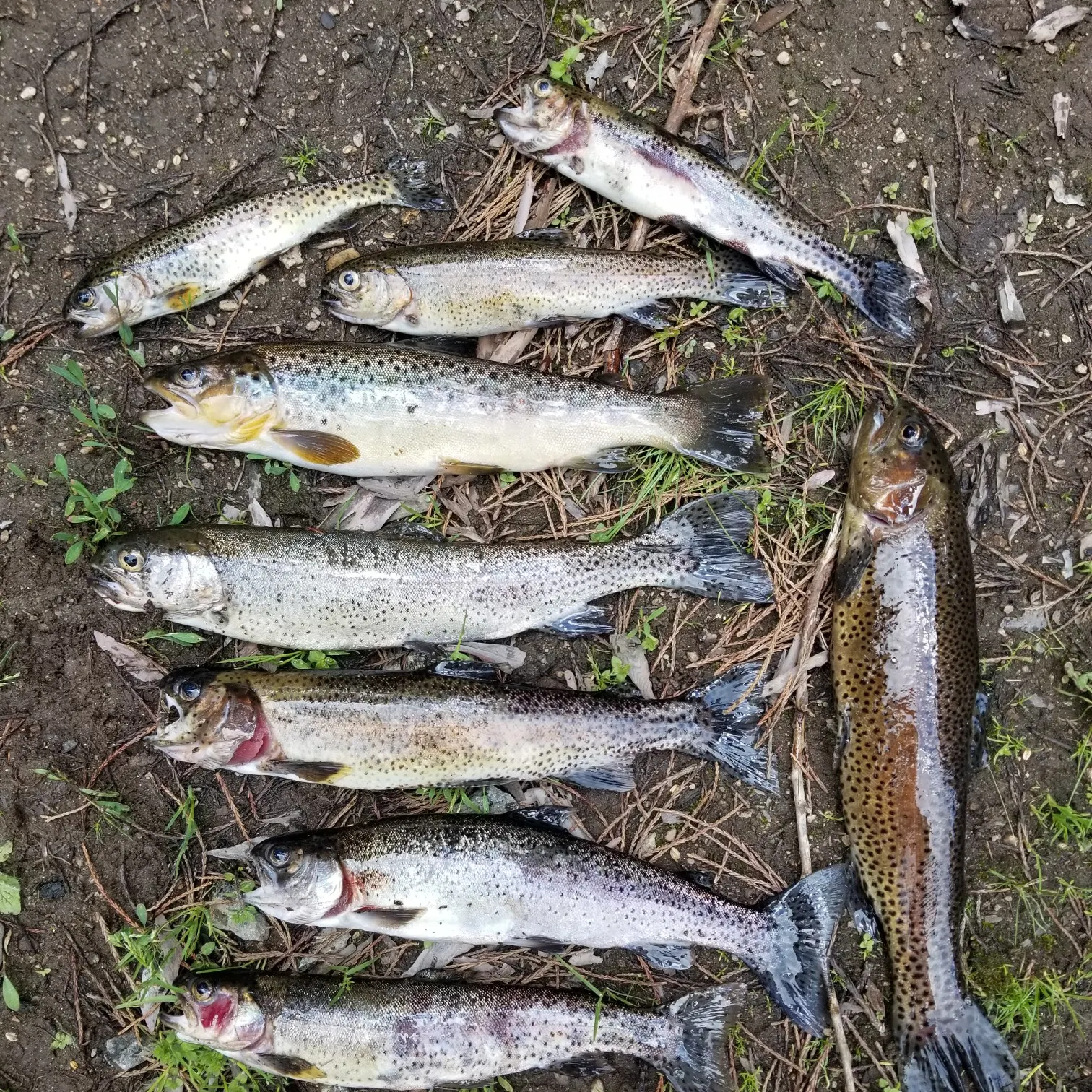 recently logged catches