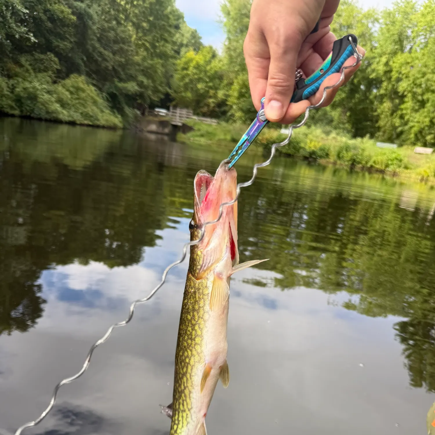 Chain pickerel caught on Fishbrain