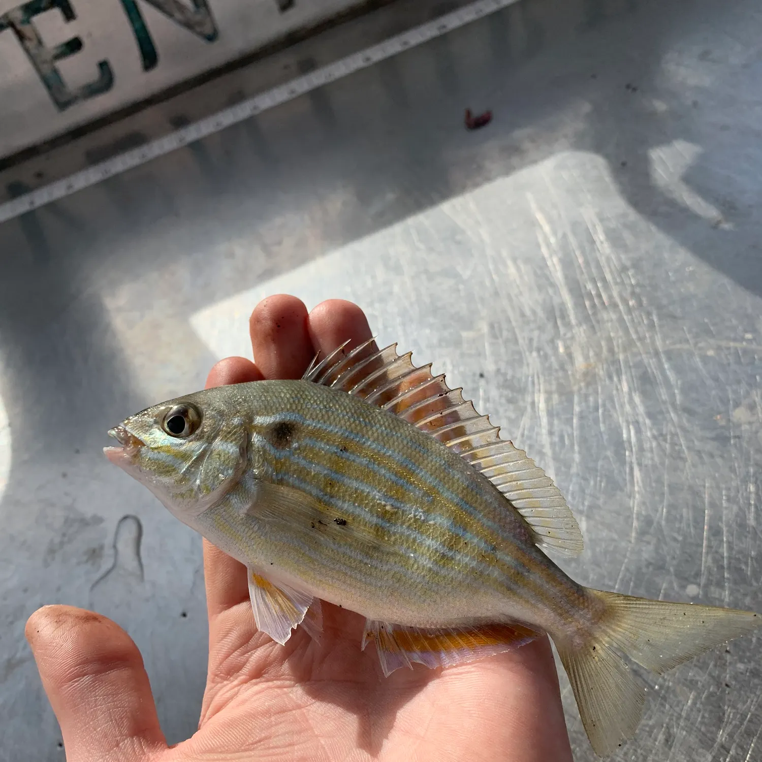 The most recent Pinfish catches on Fishbrain