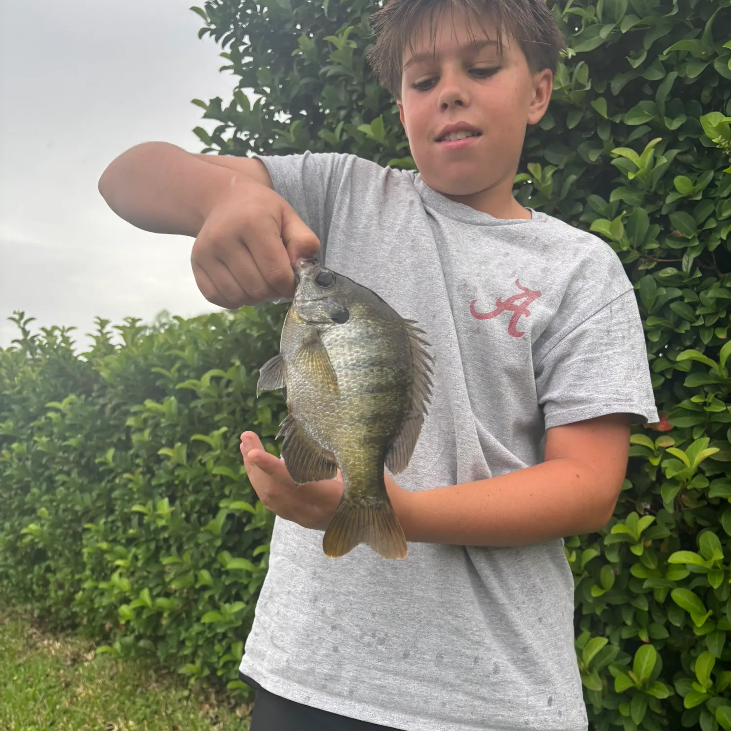 Bluegill caught on Fishbrain