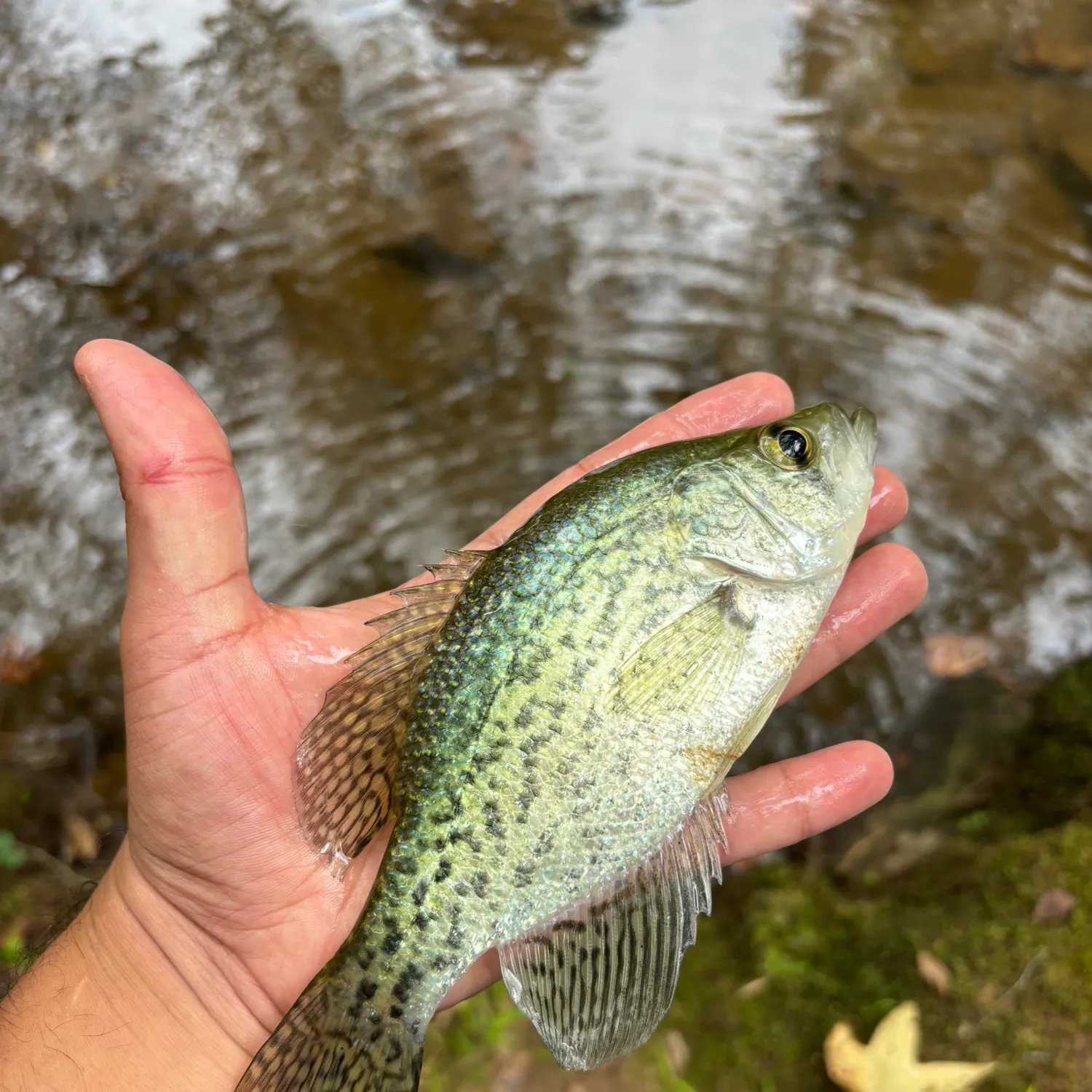 Black crappie caught on Fishbrain