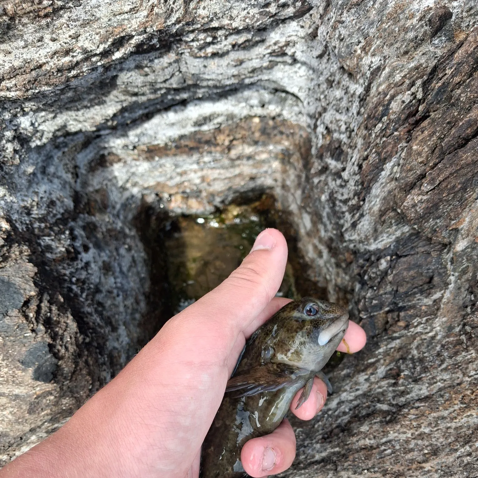The most recent Shanny catches on Fishbrain