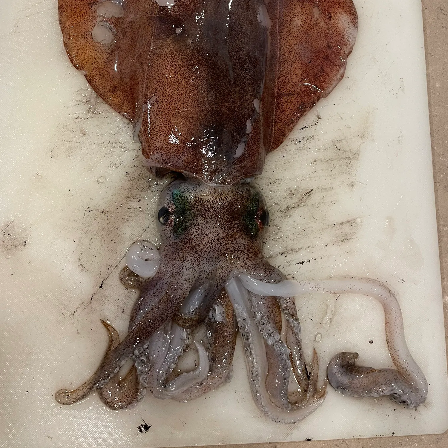 The most recent Southern calamari catches on Fishbrain