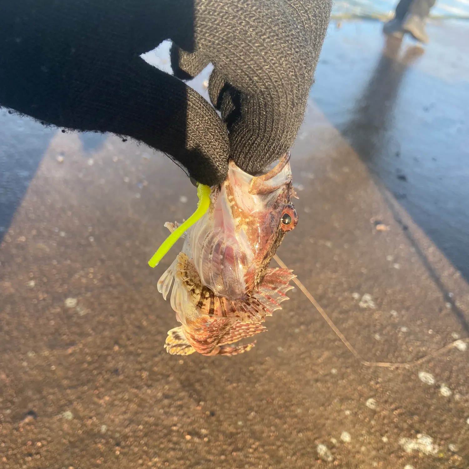 The most recent Shorthorn sculpin catches on Fishbrain