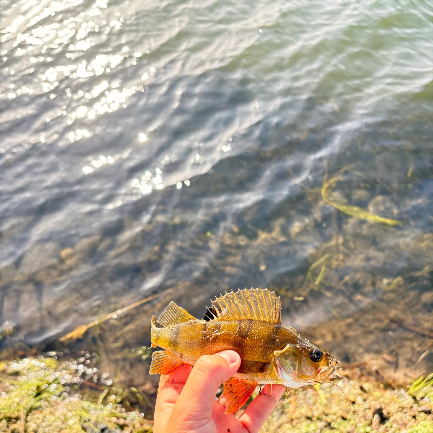 European perch caught on Fishbrain