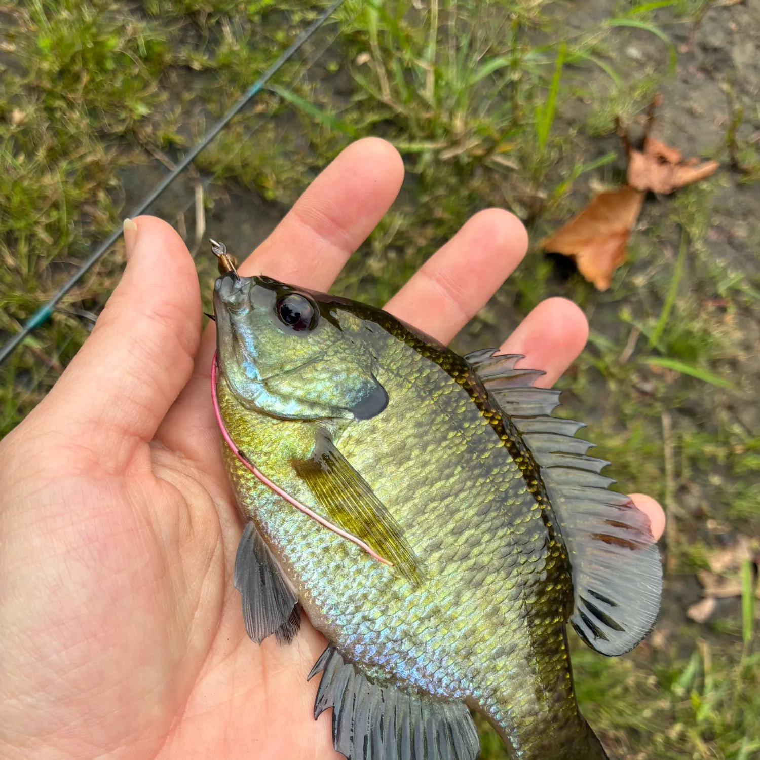 Bluegill caught on Fishbrain