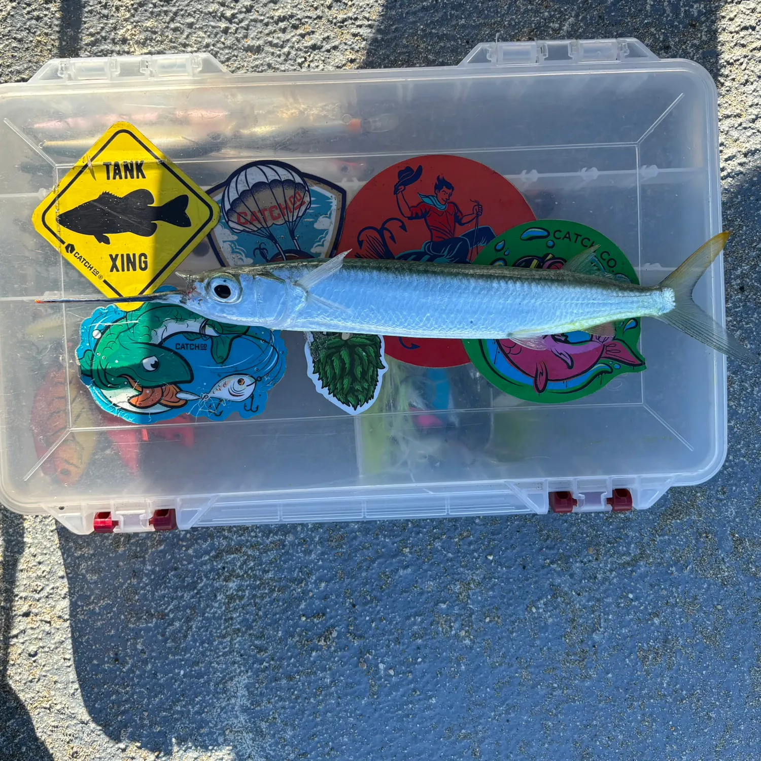 recently logged catches