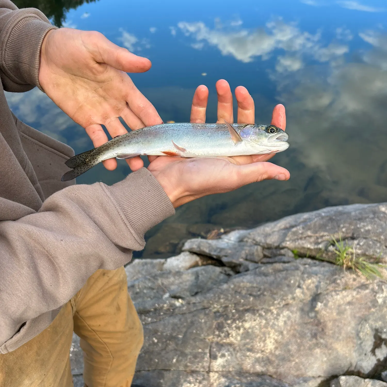 Rainbow trout caught on Fishbrain