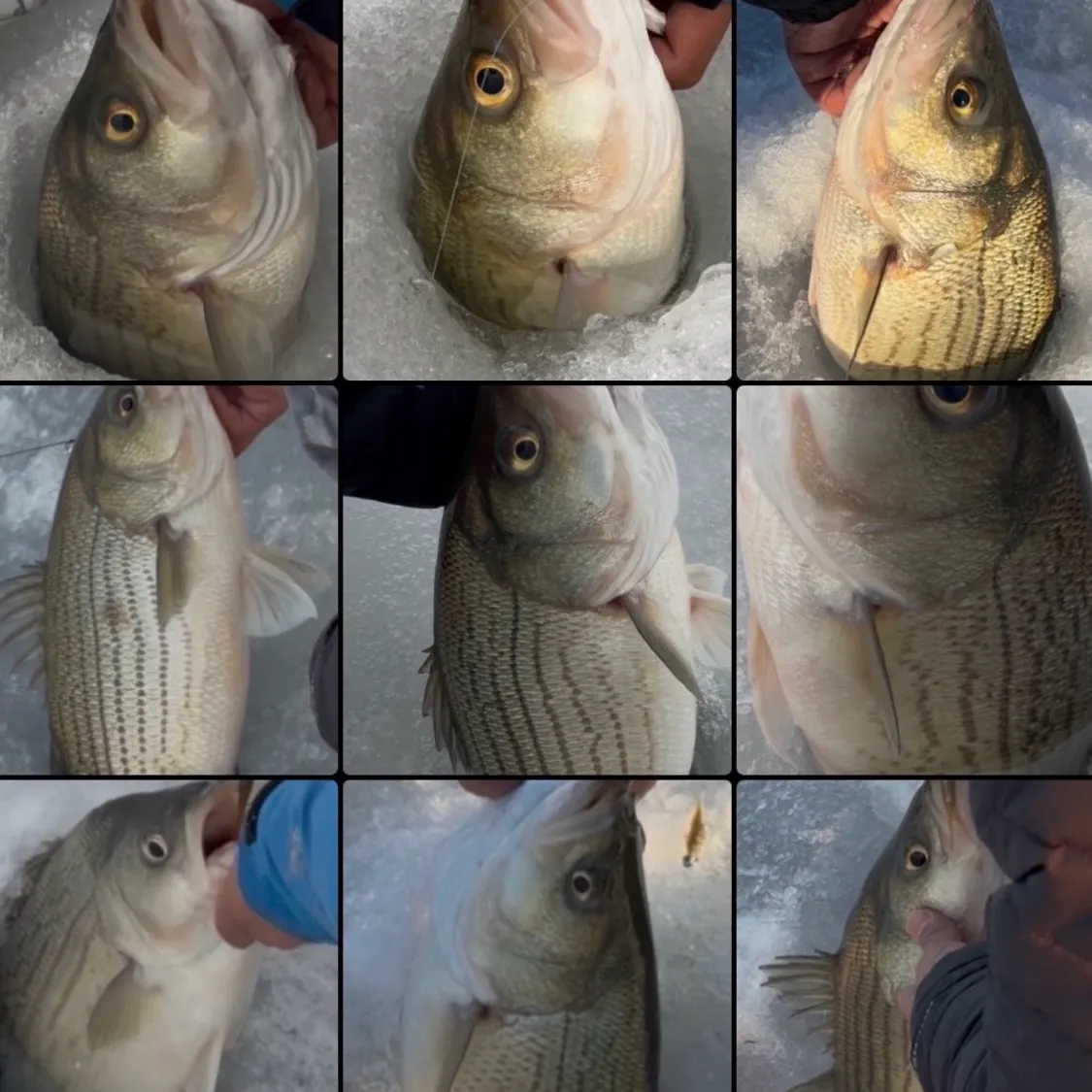 recently logged catches