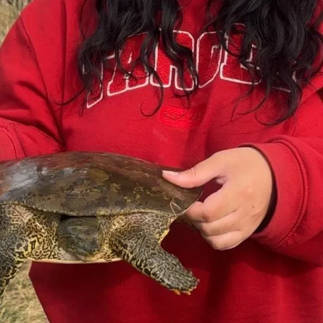 The most recent Smooth softshell turtle catches on Fishbrain