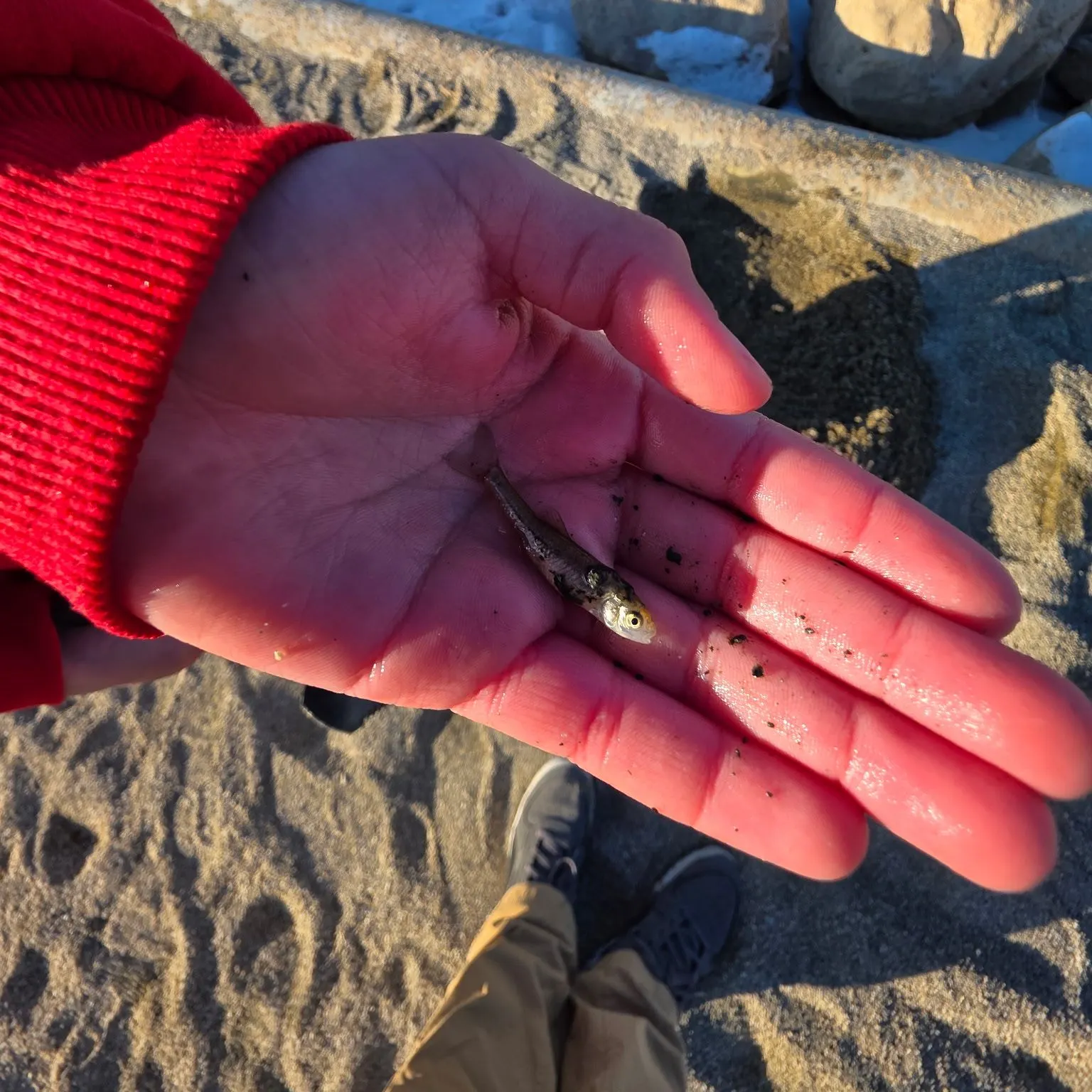 The most recent Eastern silvery minnow catches on Fishbrain