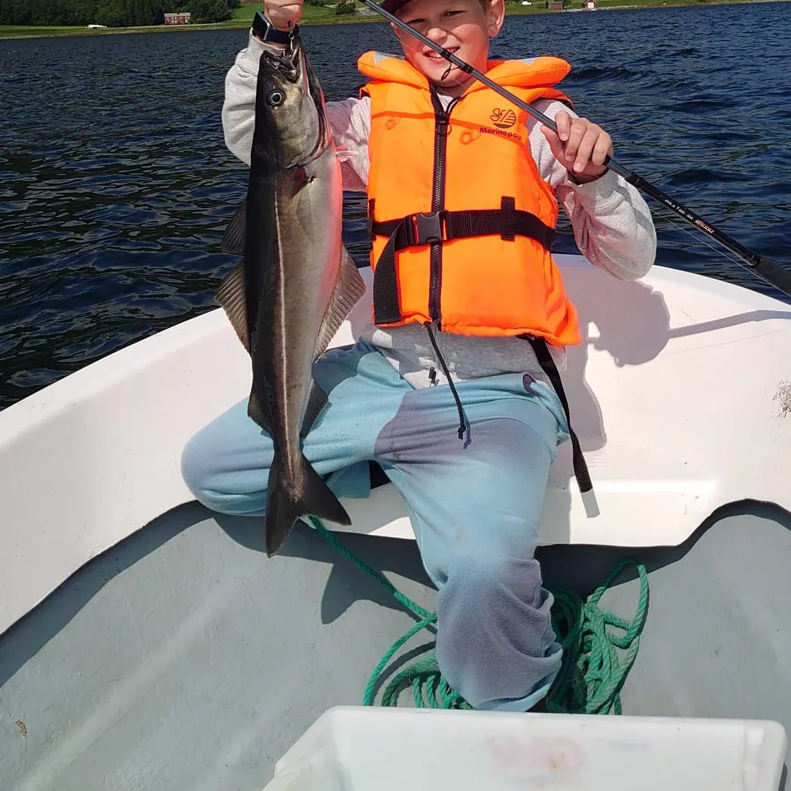 Atlantic pollock caught on Fishbrain