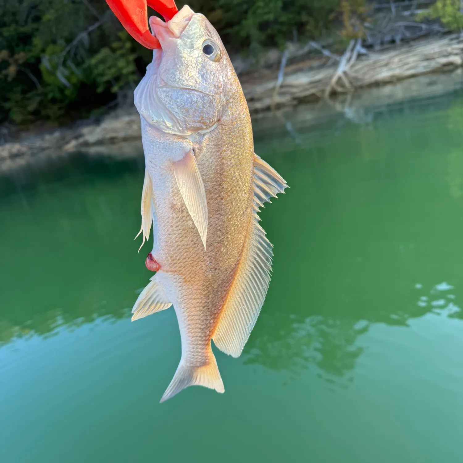 Red drum caught on Fishbrain