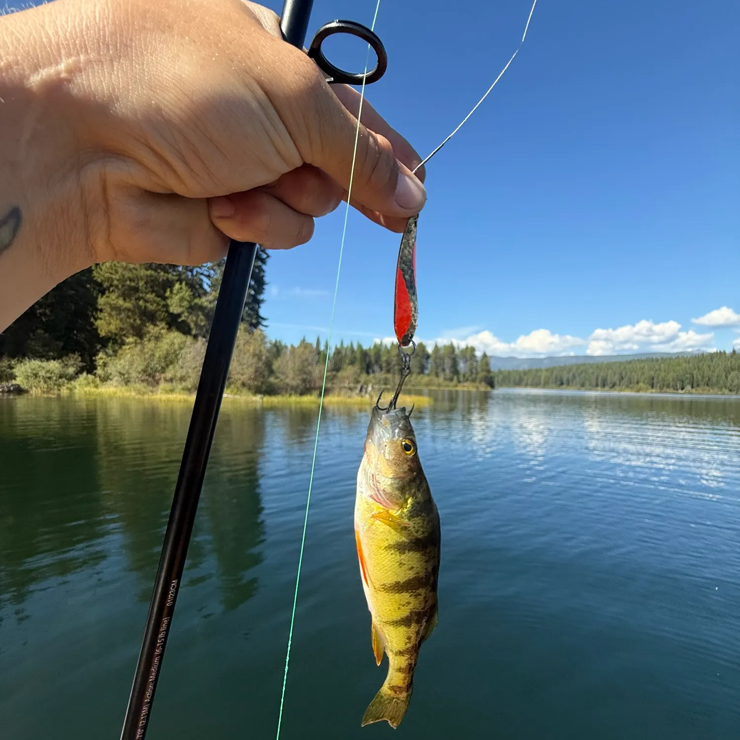 Yellow perch caught on Fishbrain
