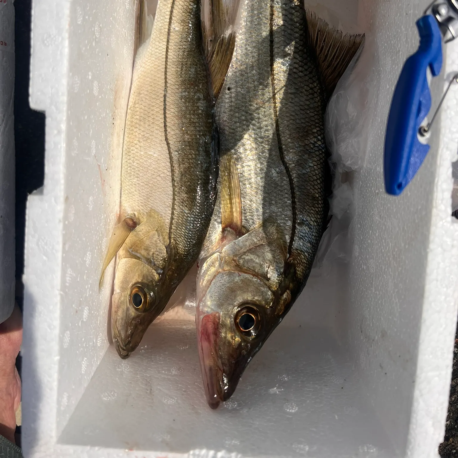 The most recent Fat snook catches on Fishbrain