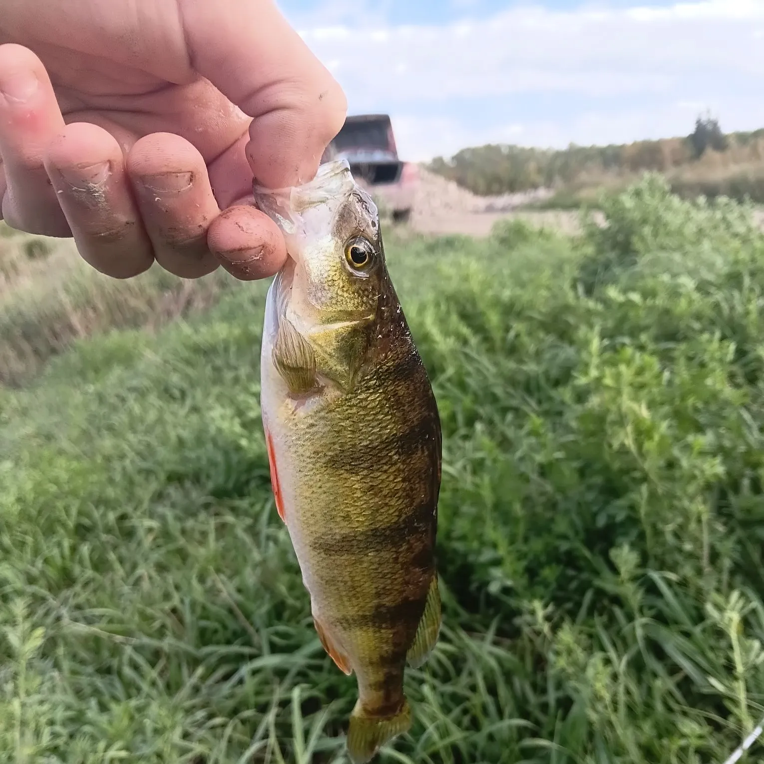 Yellow perch caught on Fishbrain