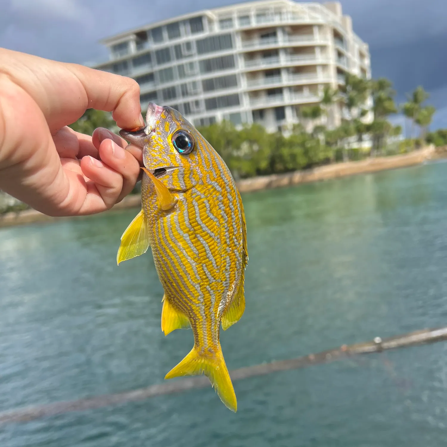 The most recent French grunt catches on Fishbrain