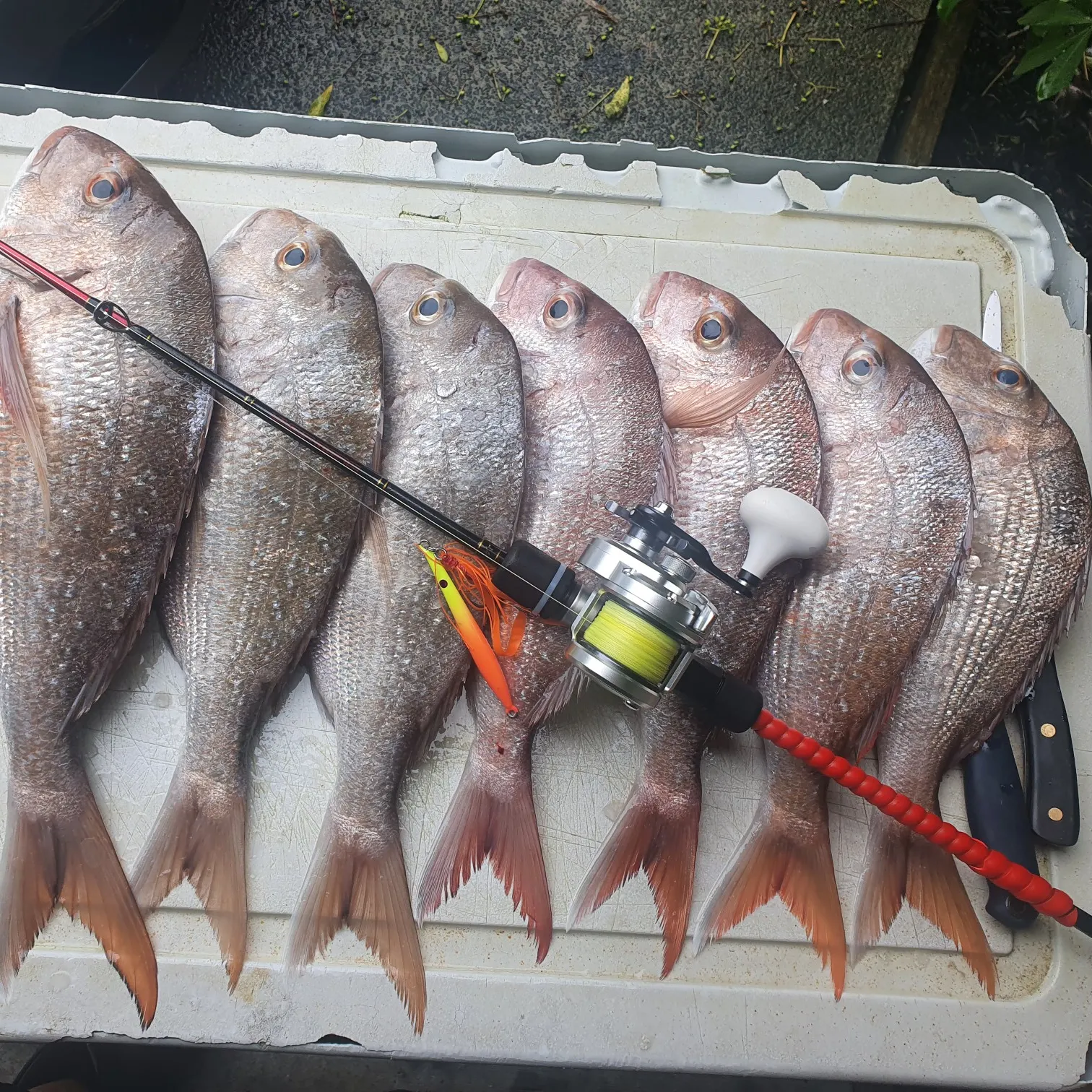 recently logged catches