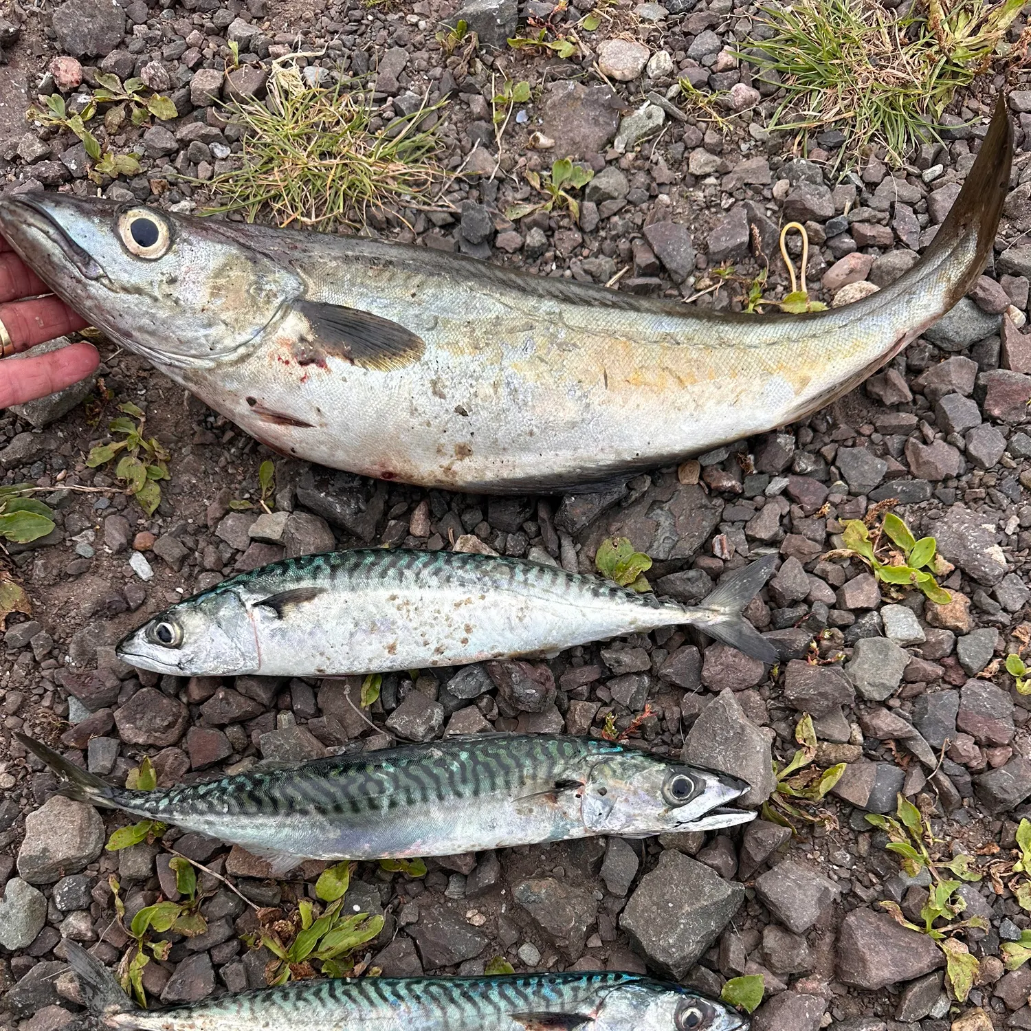 Atlantic mackerel caught on Fishbrain