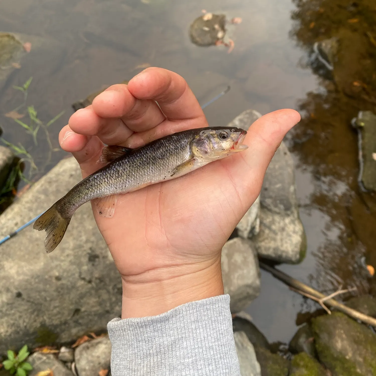 Creek chub caught on Fishbrain
