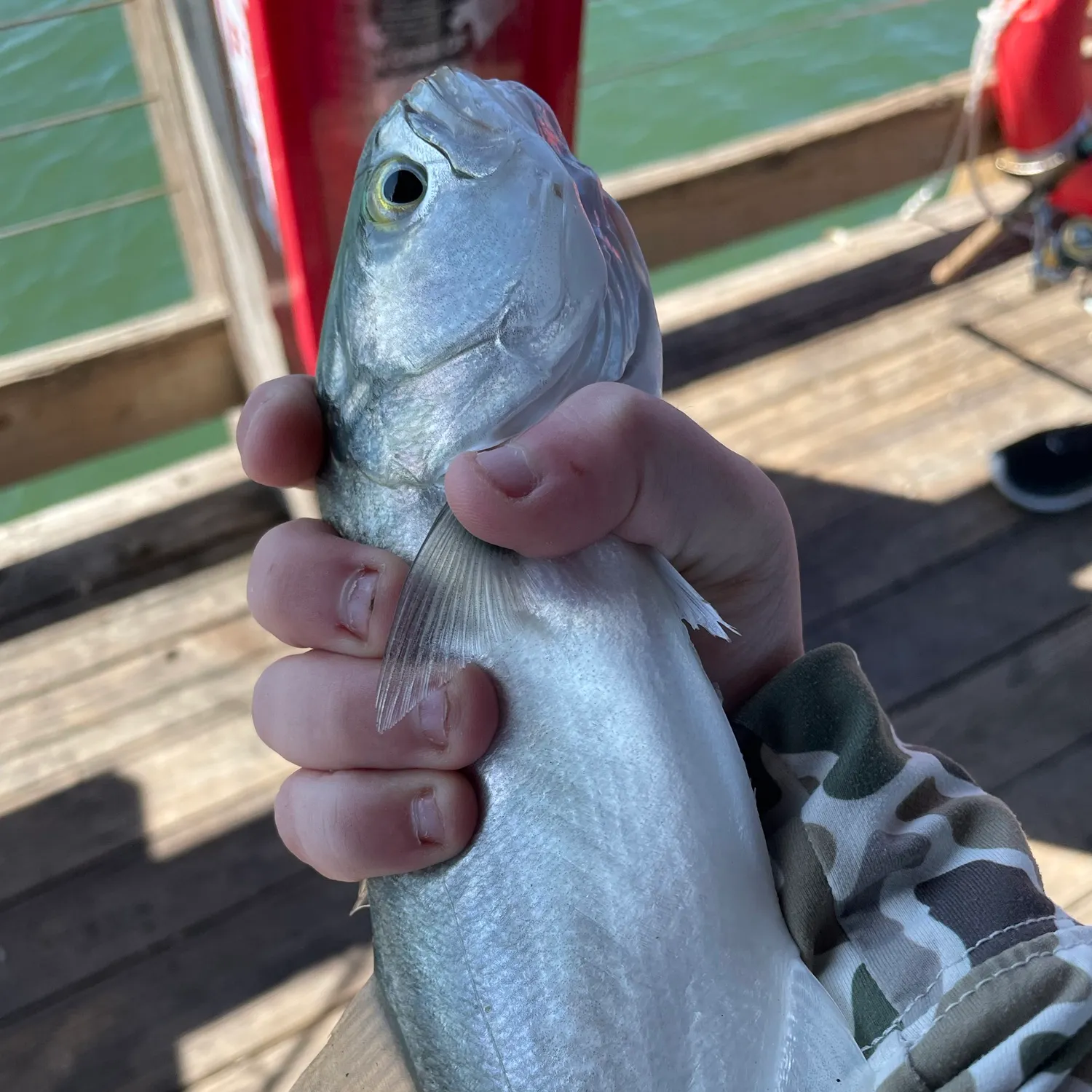 Bluefish caught on Fishbrain