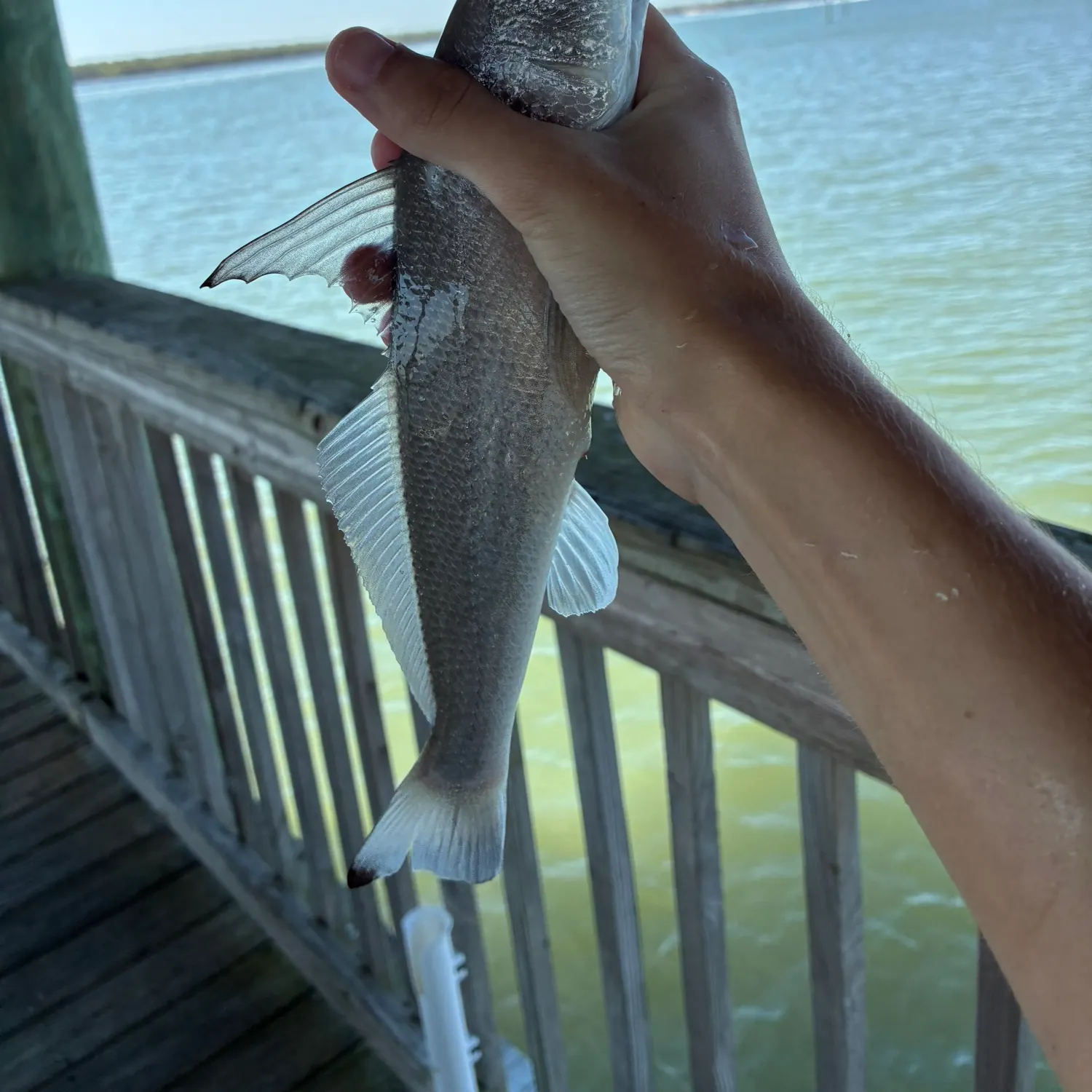 The most recent Gulf kingcroaker catches on Fishbrain