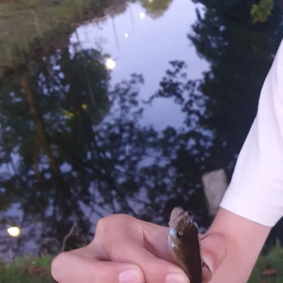 European perch caught on Fishbrain