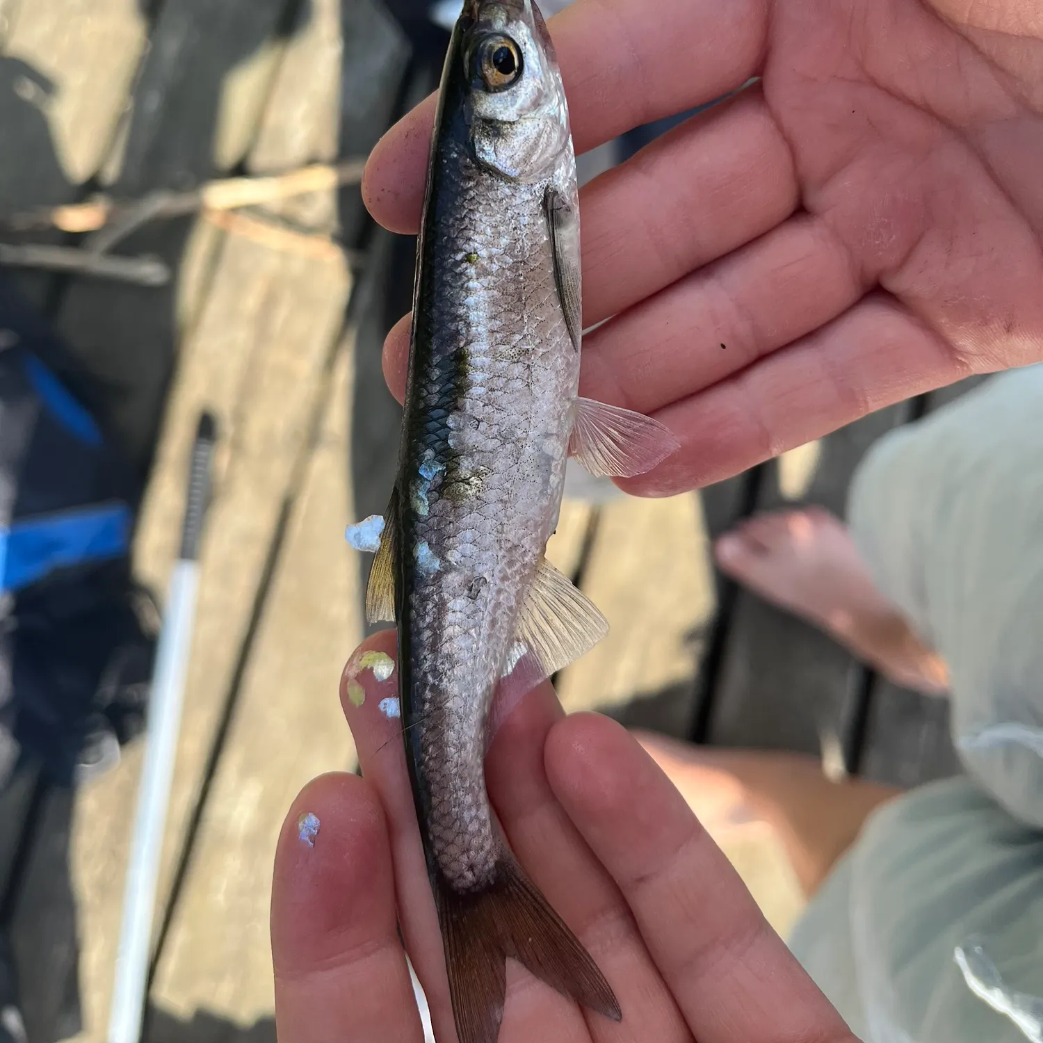 Common roach caught on Fishbrain